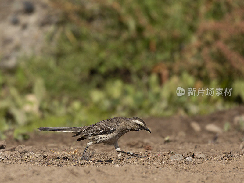 hilean嘲鸟，Mimus thenca，也叫Tenca